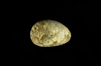 藏品(玉女蜑螺)的圖片